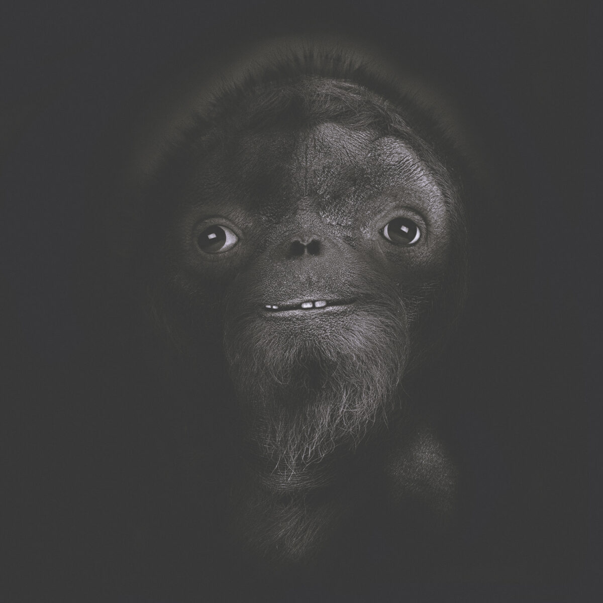 orangutan-adult_2_small
