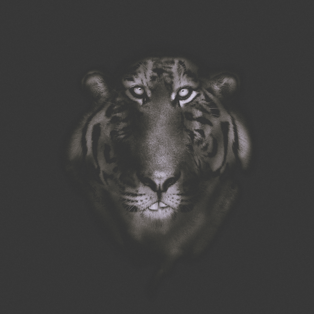 sibirean-tiger